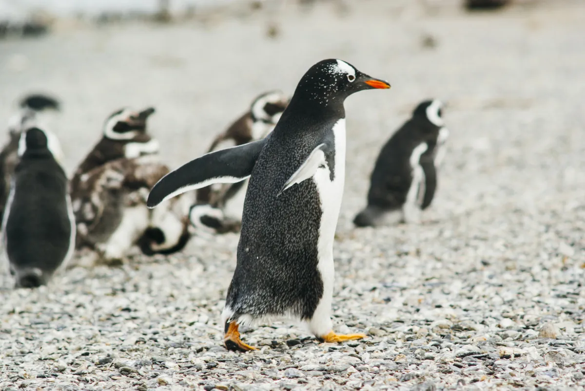 Ushuaia Leisure and Optional Experiences