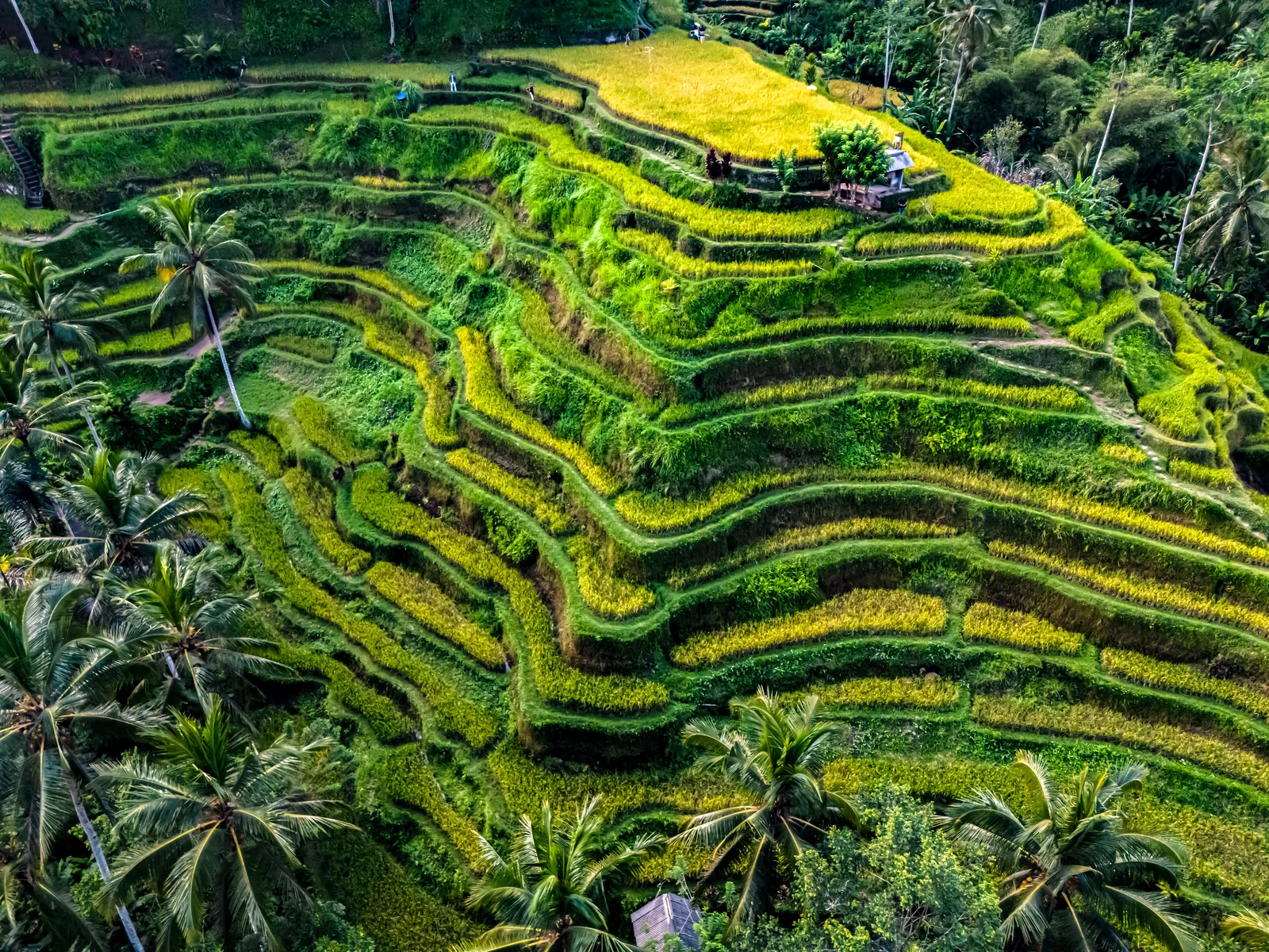 Bali Luxury Escape Overview