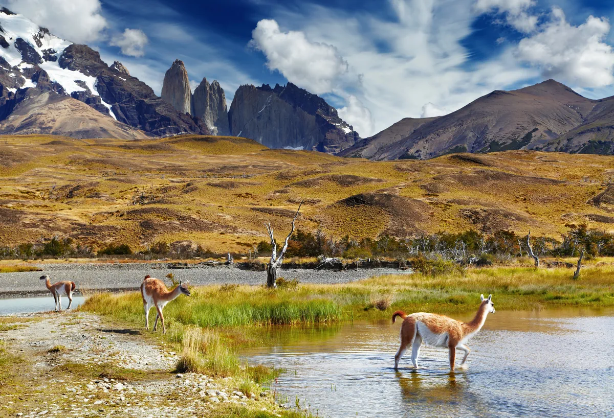 Patagonia Wildlife and Scenic Exploration