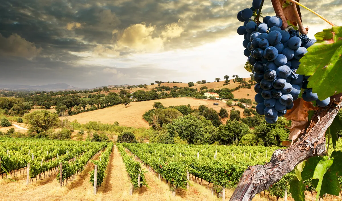 Chile Wine Valley
