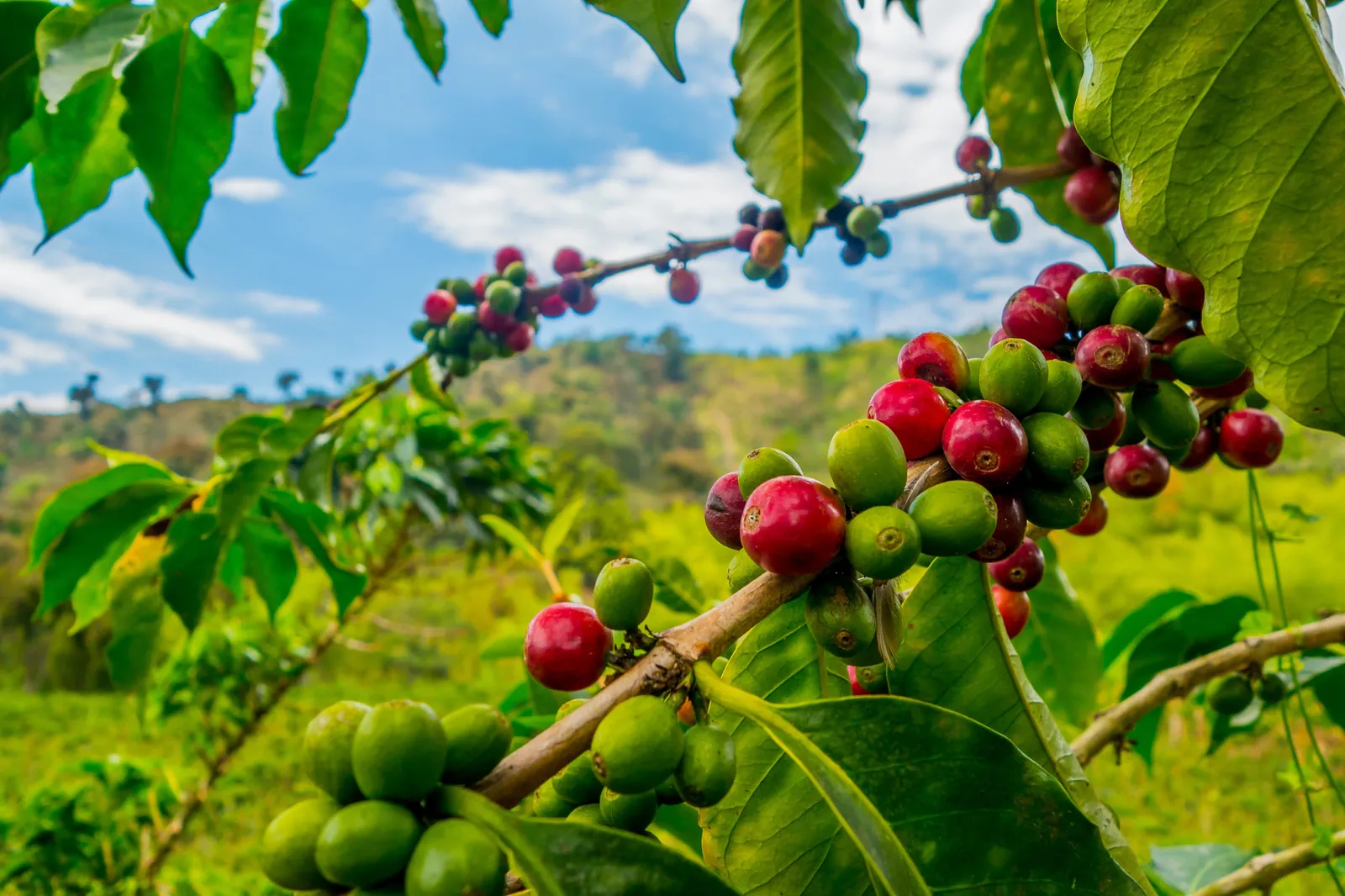 Coffee Region Leisure Day