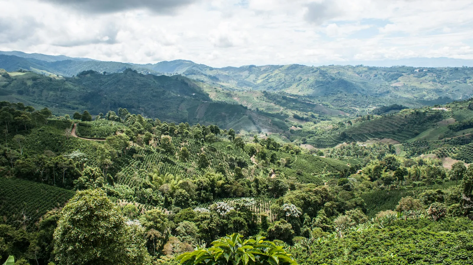 Colombia Coffee & Caribbean Escape Overview