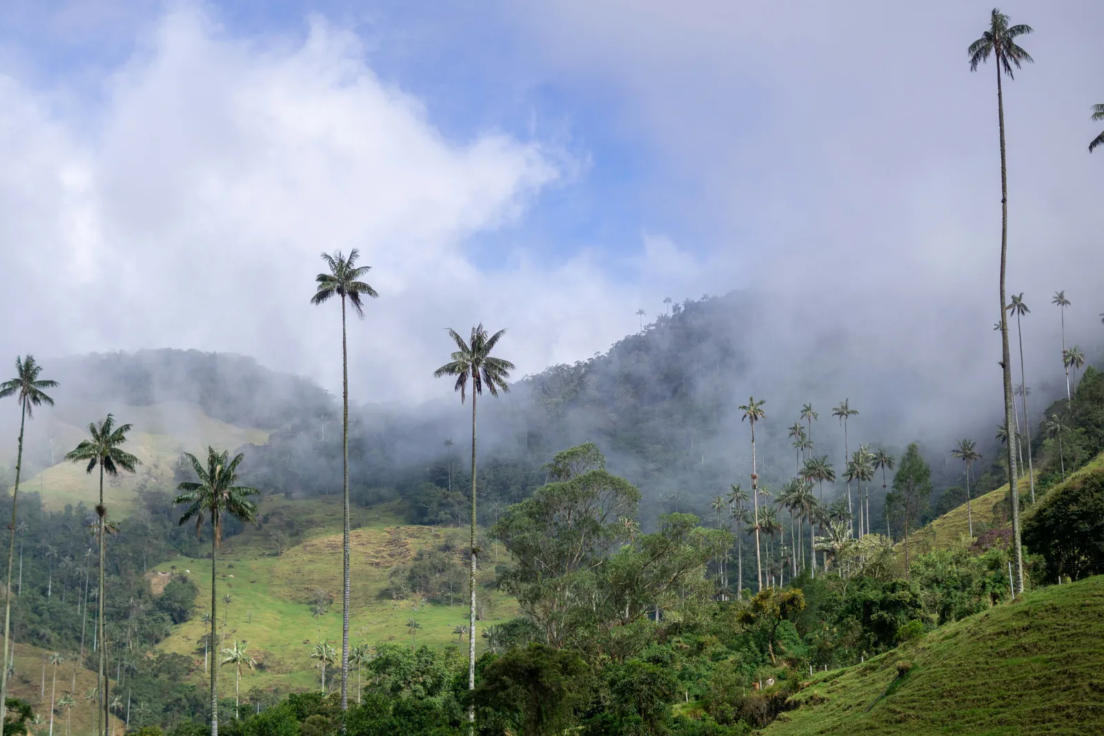 Cocora Valley and Salento