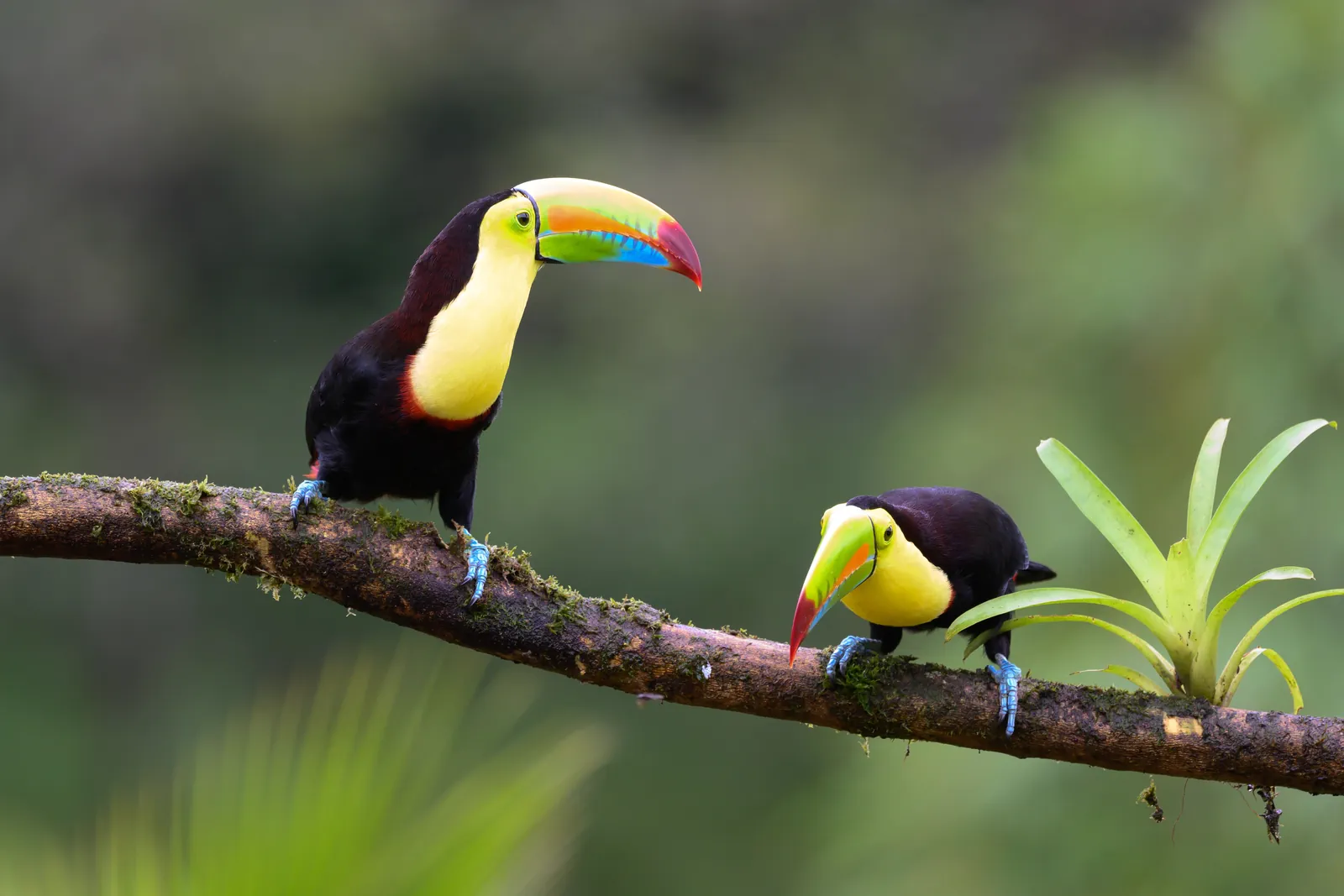Costa Rica Highlights