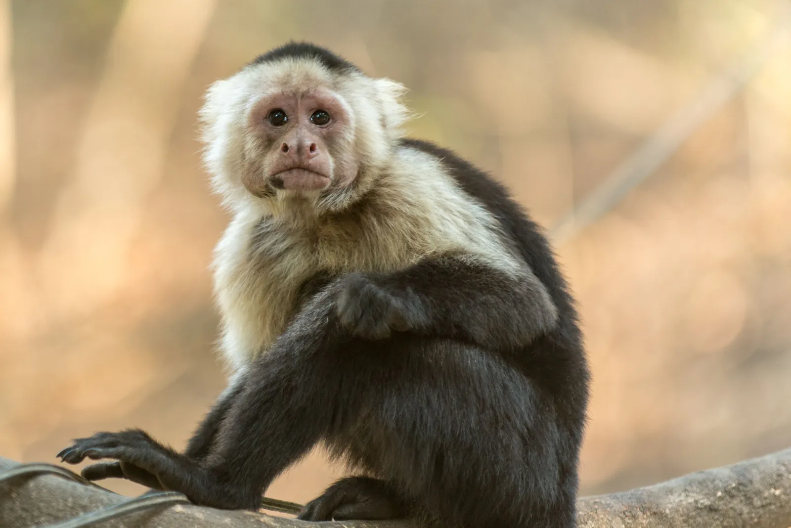 Manuel Antonio National Park & Wildlife