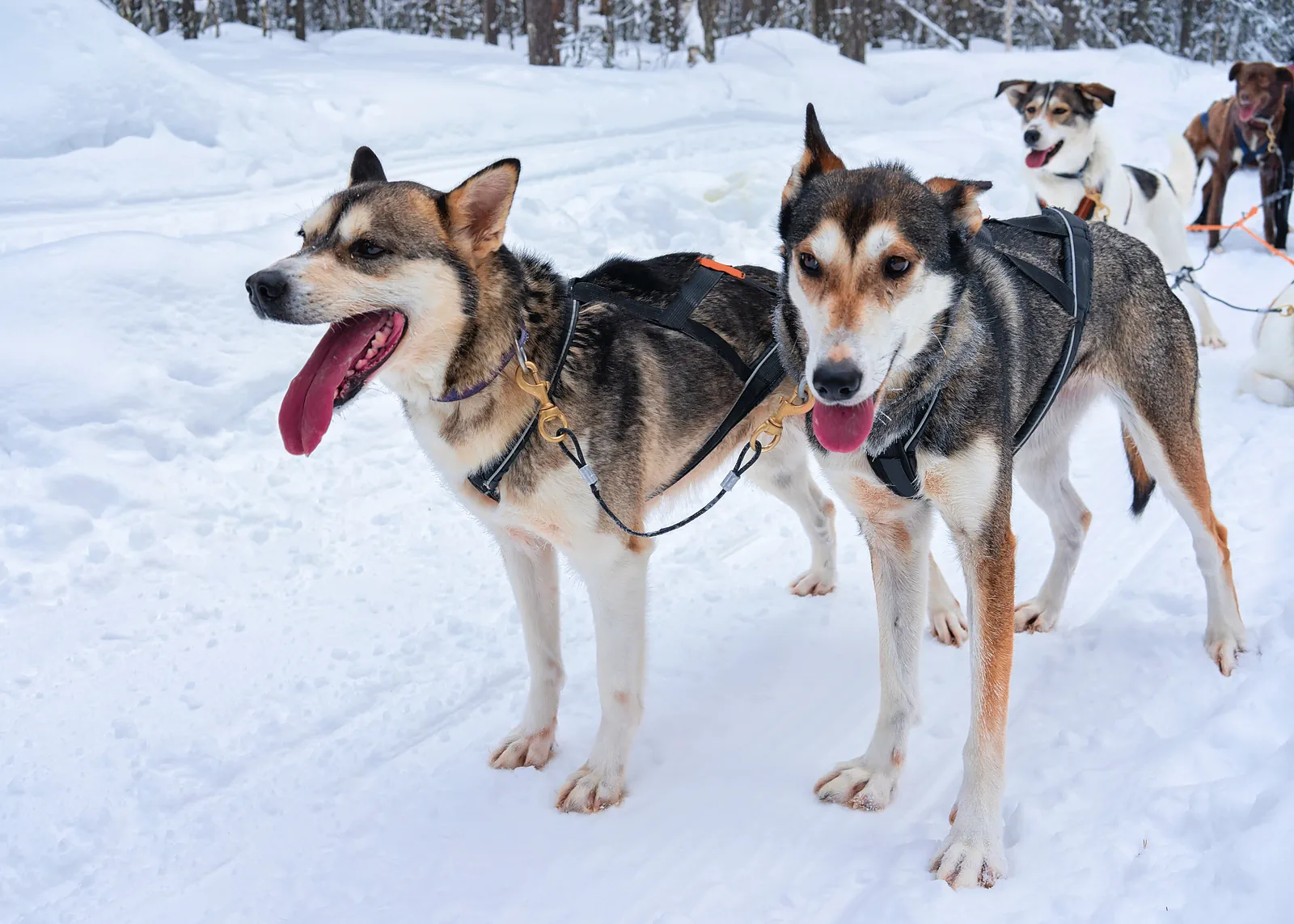 Husky Safari & Aurora Evening