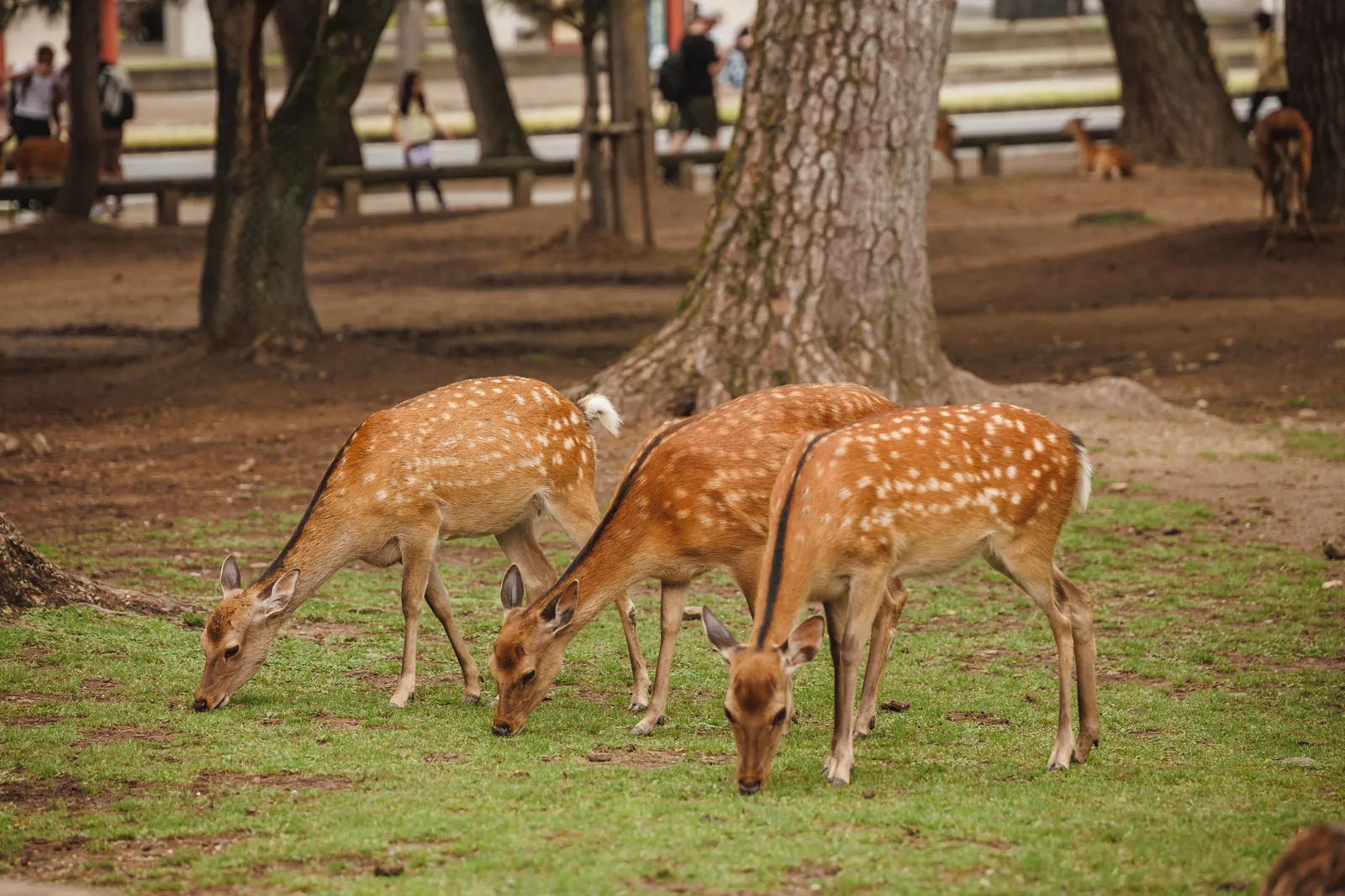 Nara & Osaka Aquarium