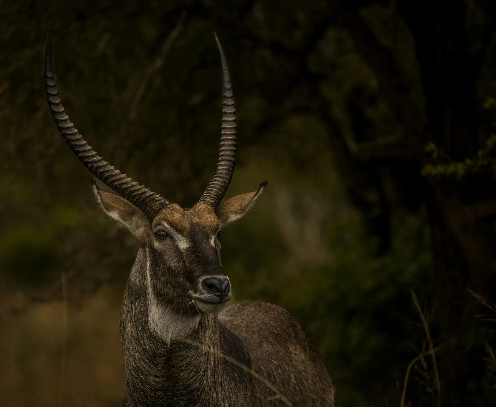 South Africa B2B Safari Background