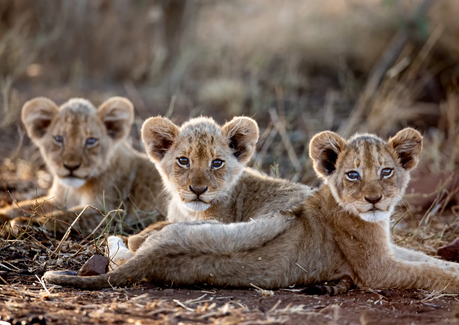 Safari planning in South Africa