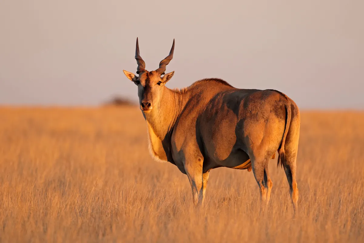 Safari gallery
