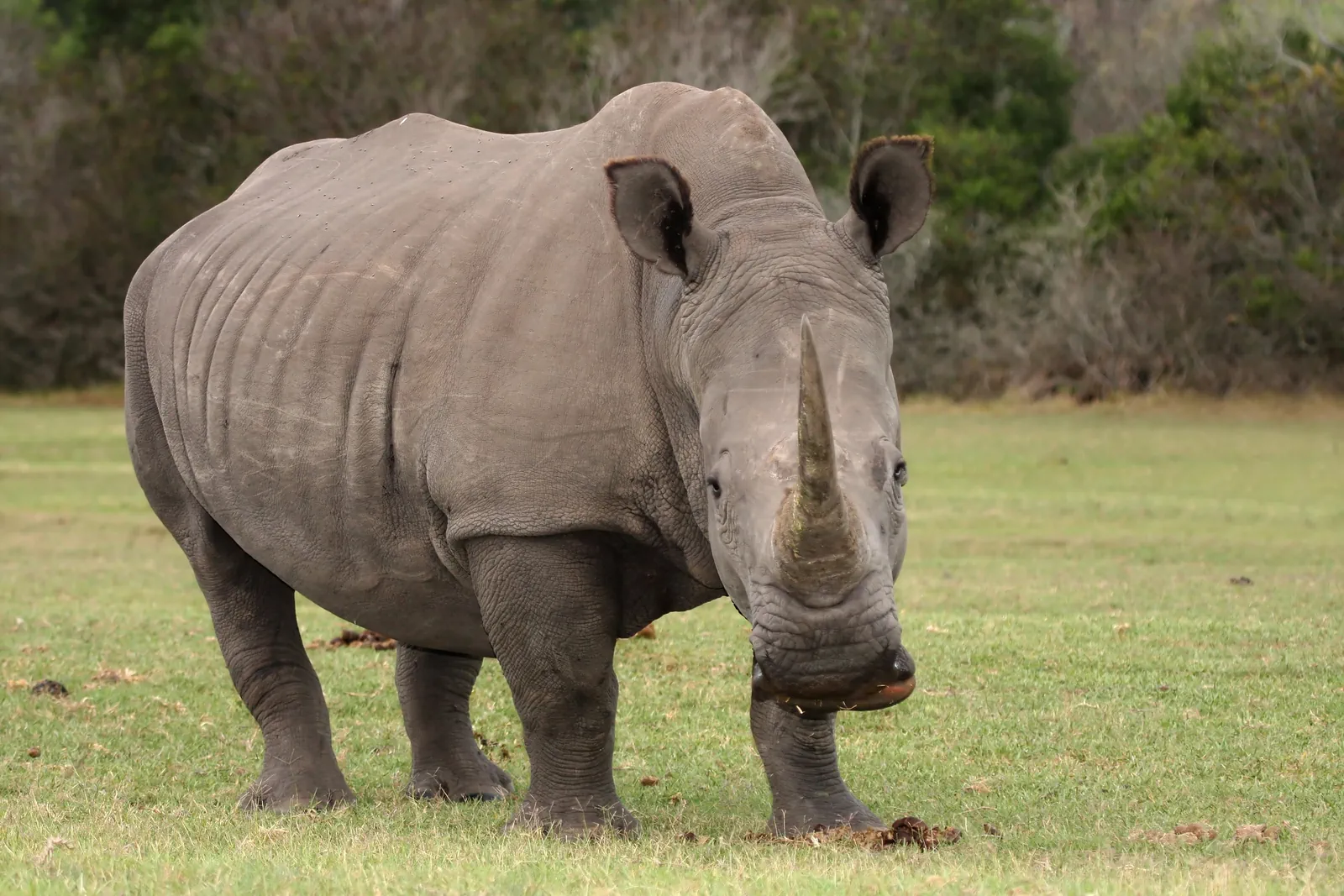 South Africa safari