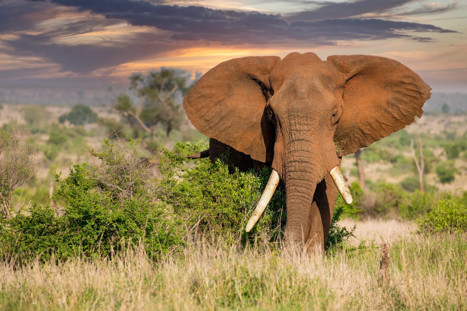 Game reserve safari