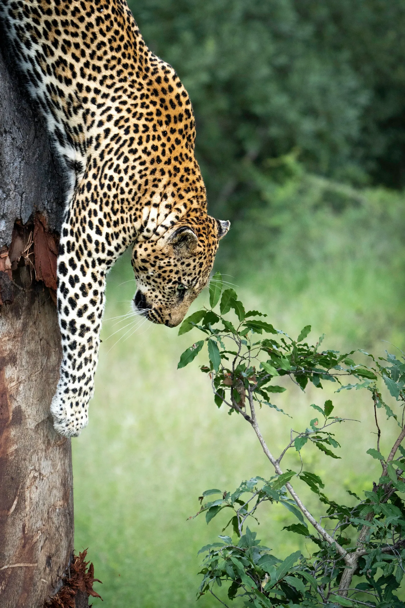 Leopard safari South Africa