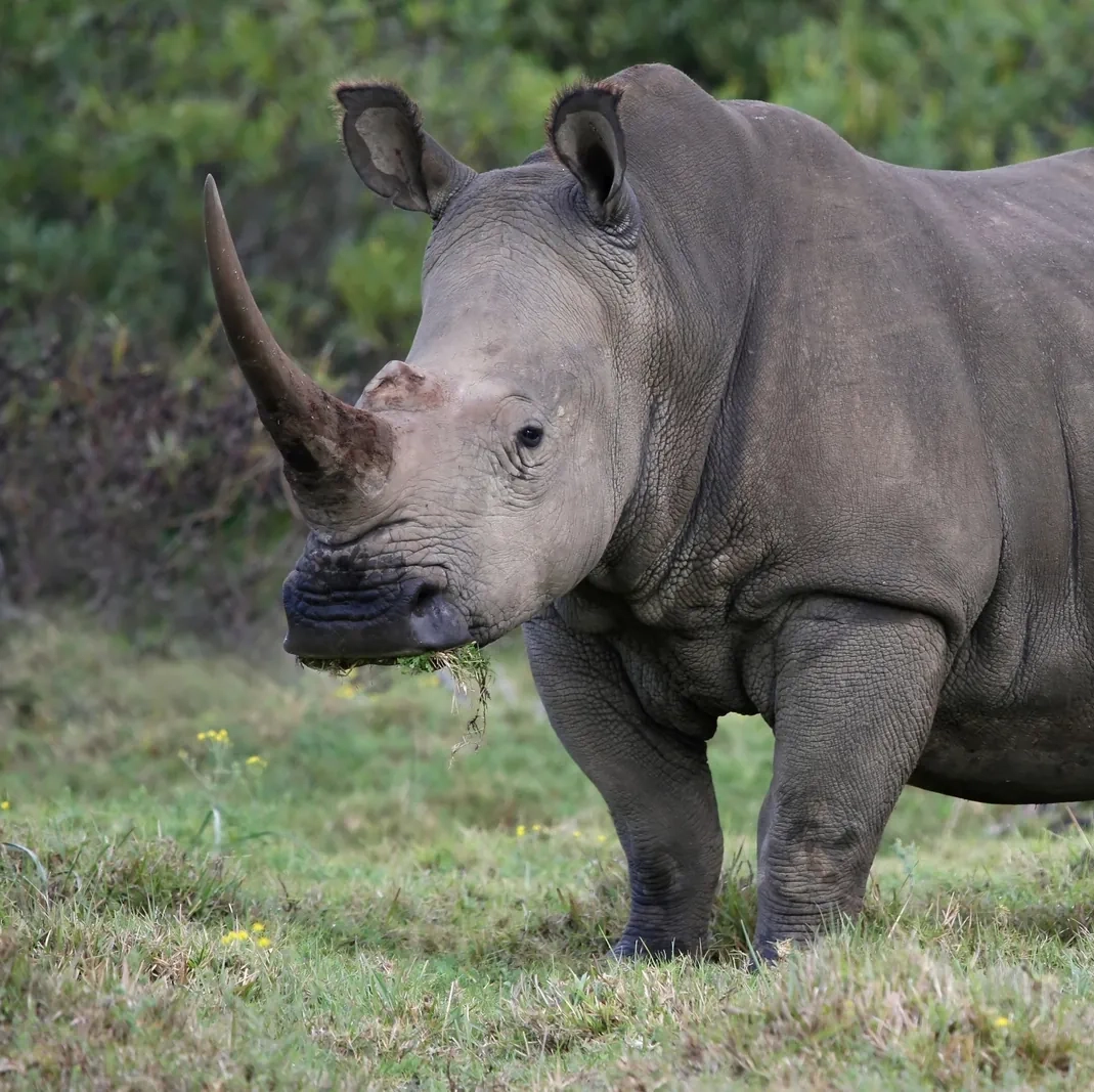South Africa Big Five Safari