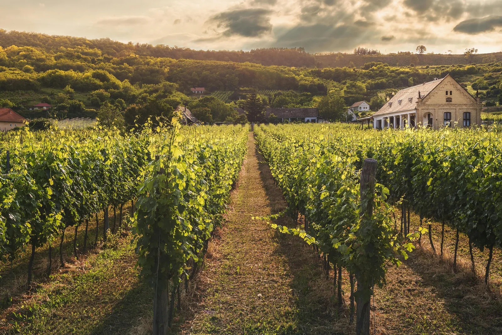 Cape Winelands gallery
