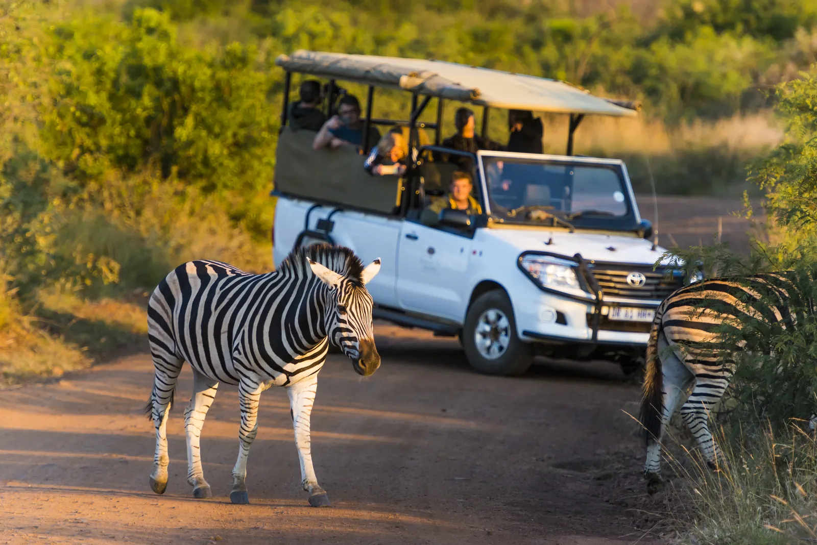 Pilanesberg safari