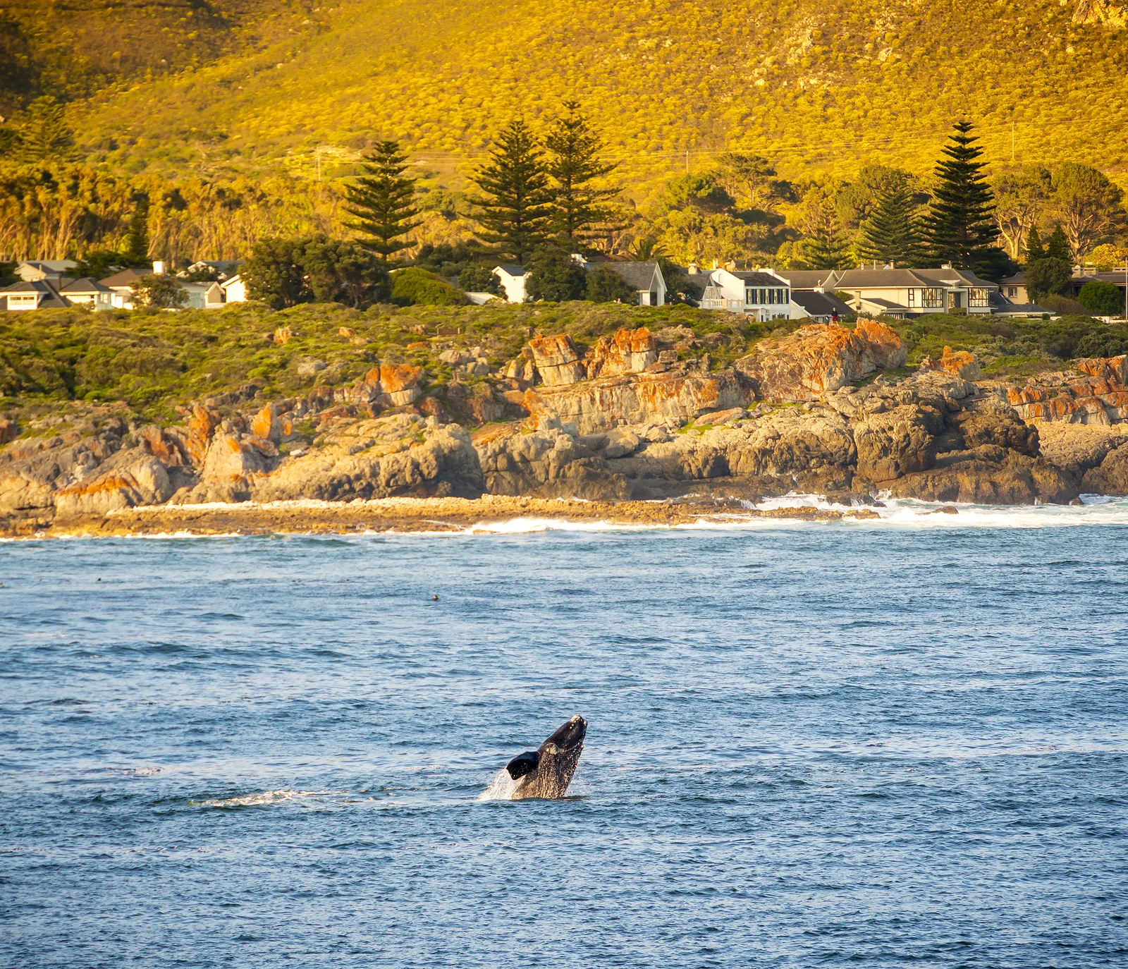 Whale Coast and Hermanus overview