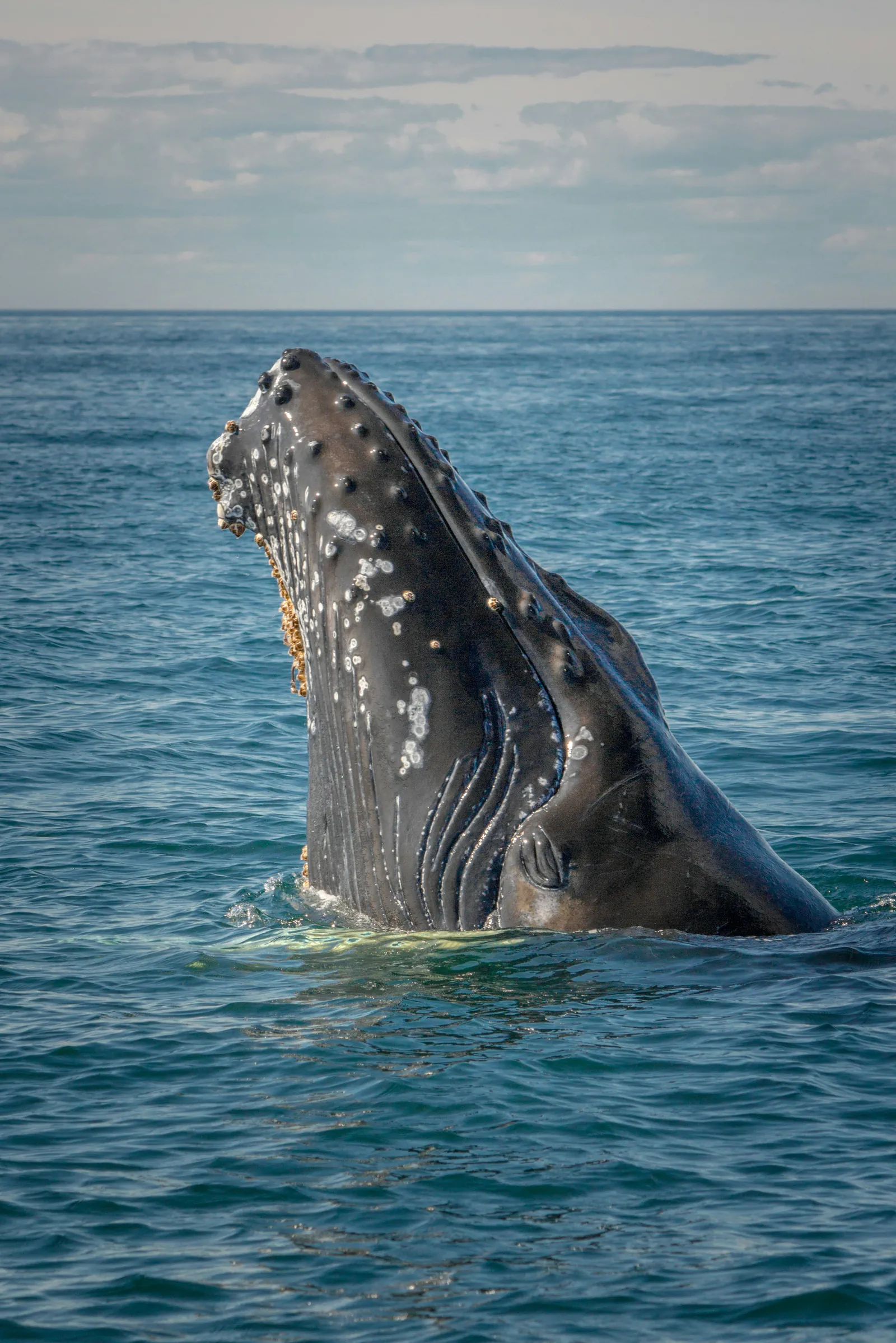 Whale watching Hermanus